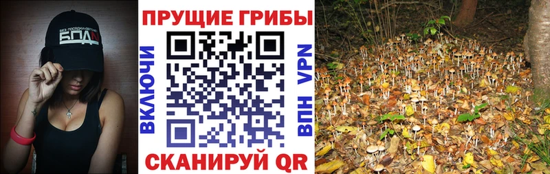 где найти   Шиханы  Псилоцибиновые грибы Psilocybine cubensis 